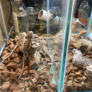 Reptile Super Show - Festivals Near Me - Pomona, California Reptile Super Show - Festivals Near Me - Pomona, California