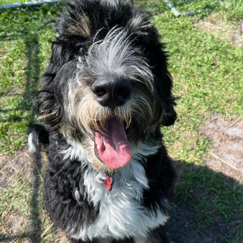 Advanced Canine Development - Pet Training Near Me - Punta Gorda, Florida