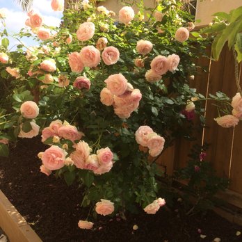 Las Palmas Gardening - a rose bush with pink flowers - Landscaping Near Me Las Palmas Gardening - a rose bush with pink flowers - Landscaping Near Me