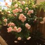 Photo of Las Palmas Gardening