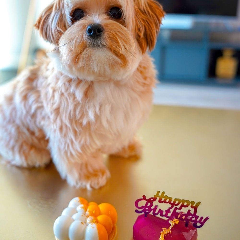 Mishka - Toasty turned 1! - Pet Stores Near Me - San Francisco, California Mishka - Toasty turned 1! - Pet Stores Near Me - San Francisco, California