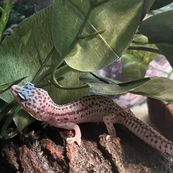 PetSmart - Treecko my new leopard gecko - Pet Stores Near Me - East Hartford, Connecticut PetSmart - Treecko my new leopard gecko - Pet Stores Near Me - East Hartford, Connecticut