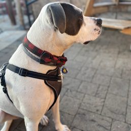 Dog-friendly Dog-friendly