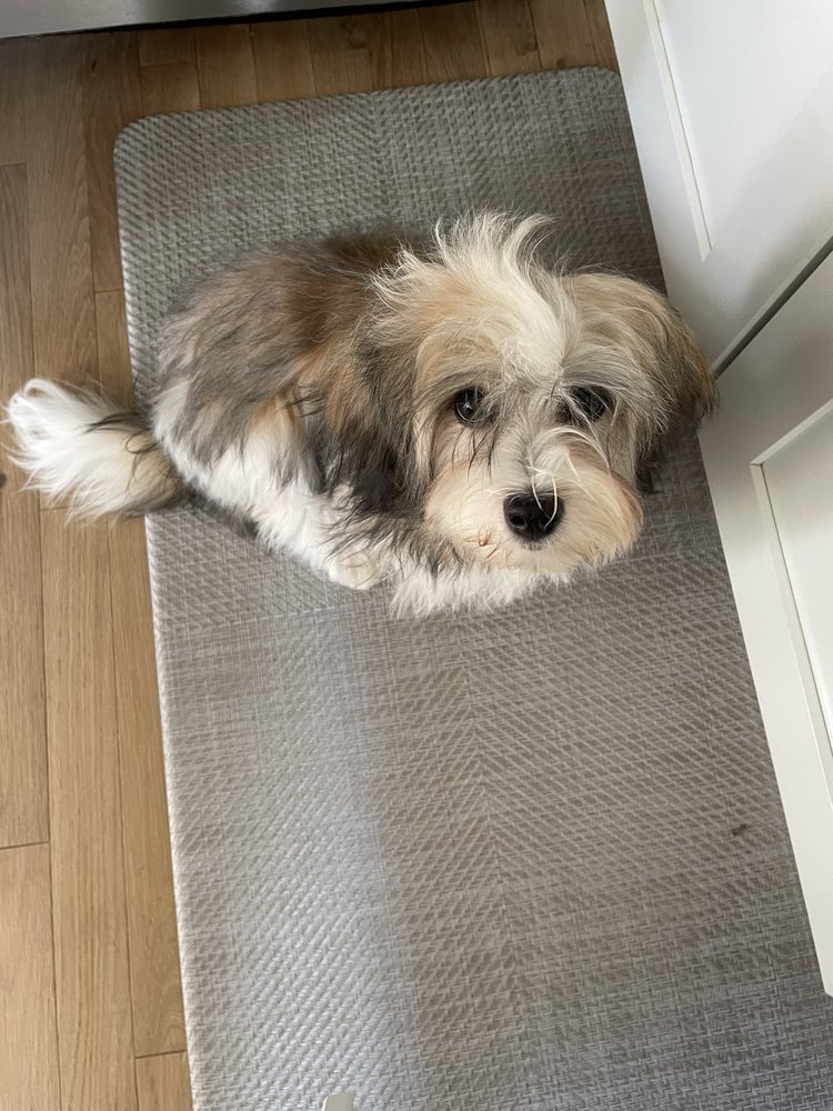 PJ PETTS Updated September 2024 407 N Ridge Rd, Henrico, Virginia