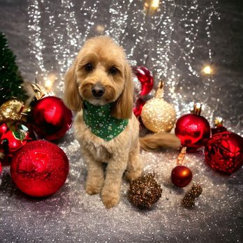 Majestic Mutts - Pet Groomers Near Me - Las Vegas, Nevada Majestic Mutts - Pet Groomers Near Me - Las Vegas, Nevada