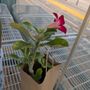 PlantCon