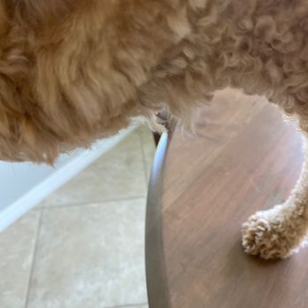 Wut's Up Pup - Incomplete neck trim. Too rushed to do correctly. - Pet Groomers Near Me - Sarasota, Florida Wut's Up Pup - Incomplete neck trim. Too rushed to do correctly. - Pet Groomers Near Me - Sarasota, Florida