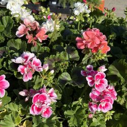Fonseca's Nursery - Geranium