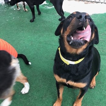 Rockstar Pets - Pet Boarding Near Me - Chicago, Illinois