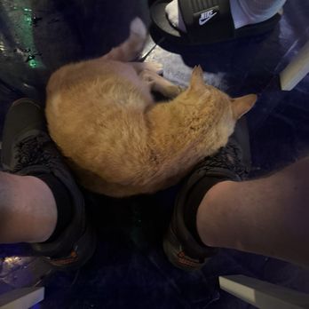 Czech Inn Grill - Cat - American Near Me - Cayman Islands, Texas