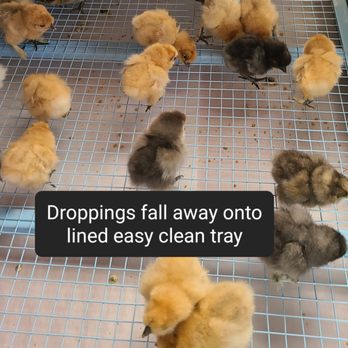 Serenity Sprouts - Brooder mesh flooring allows droppings to fall onto a newspaper lined easy pull out - Livestock Feed & Supply Near Me