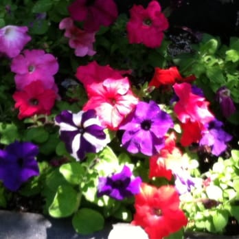 Narrows Botanical Garden - Nothing like blooming flowers ! - Botanical Gardens Near Me - Brooklyn, New York