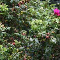 Rosarium Sangerhausen - Kartoffelrosen, wegen der aufgerollten Blätter