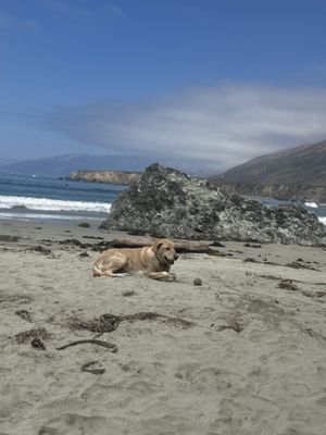 Sand Dollar Beach by null