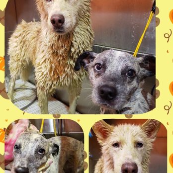 Sun's Pet Grooming - Pet Groomers Near Me - Rancho Palos Verdes, California Sun's Pet Grooming - Pet Groomers Near Me - Rancho Palos Verdes, California