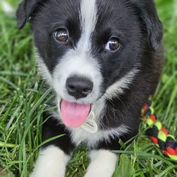Good Boy