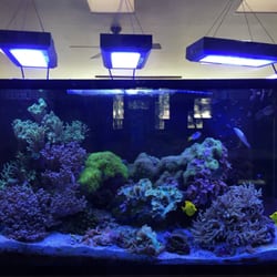 Tidal Zone Maintenance - My 180 gal Rees tank