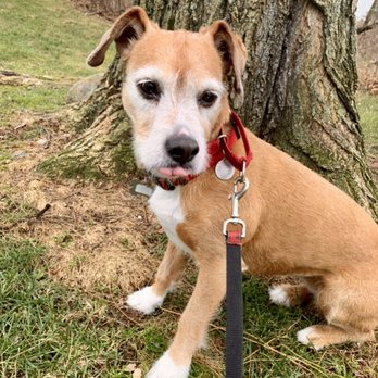 Pawtty Break - *Insert raspberry sound. - Dog Walkers Near Me