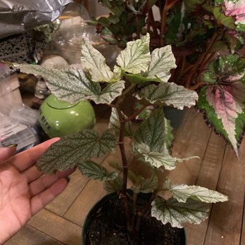 Rainbow - Begonia frost - Nurseries & Gardening Near Me - Rosemead, California