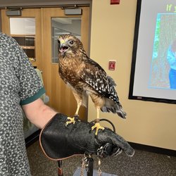 National Wildlife Federation - Red shouldered hawk during Audubon afternoon raptor presentation