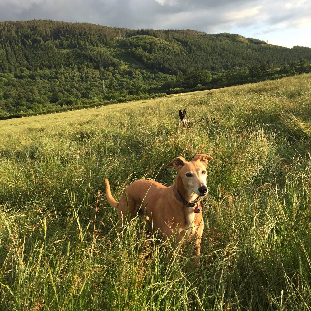 Fortingall Hotel - Henry and Nellie exploring - Hotels Near Me - Aberfeldy, PKN