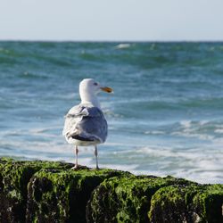 Strand Wenningstedt