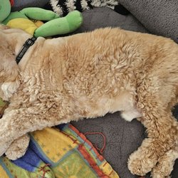 user provided Wags-N-Whiskers photo