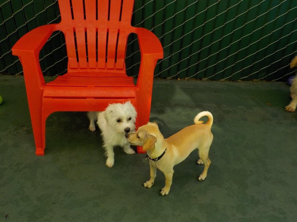 TYSON KENNELS Updated September 2024 40 Photos & 64 Reviews 3735