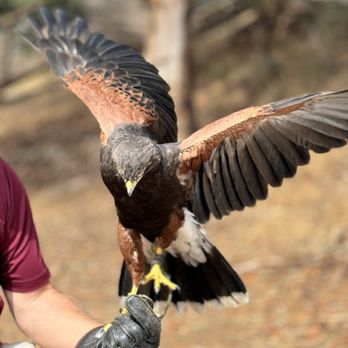 Catalina Falconry Experience - Flying - Active Life Near Me - Avalon, California Catalina Falconry Experience - Flying - Active Life Near Me - Avalon, California