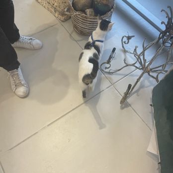 Colette Cosentino Art Studio - Cute kitty @texas on instagram - Art Galleries Near Me - Santa Barbara, California Colette Cosentino Art Studio - Cute kitty @texas on instagram - Art Galleries Near Me - Santa Barbara, California