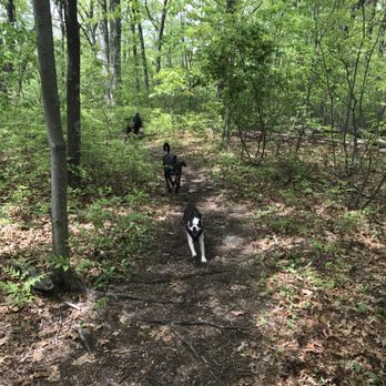 K9 Hiking - Py, Maddie, and Charlie. - Dog Walkers Near Me K9 Hiking - Py, Maddie, and Charlie. - Dog Walkers Near Me