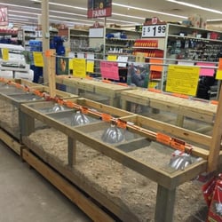 Big R of Danville - Chicks for sale at Big R store