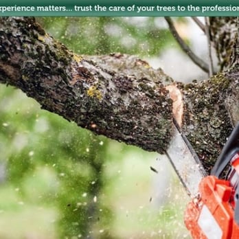National Tree Service - Tree Services Near Me - Birmingham, Alabama National Tree Service - Tree Services Near Me - Birmingham, Alabama