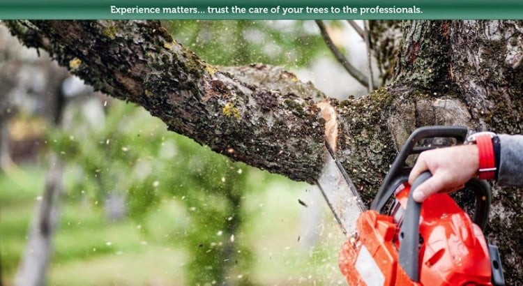 National Tree Service - tree service in Birmingham, AL