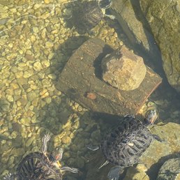 Happy turtles in clear water.