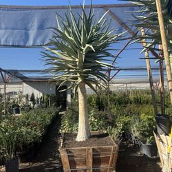 Our Specimen Aloe Hercules