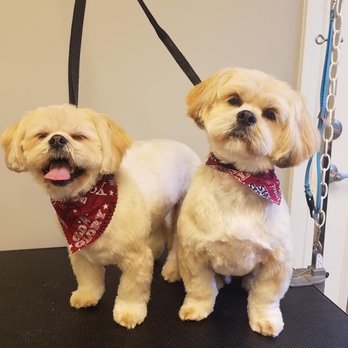 Tesslan Dog Spa - Pet Groomers Near Me - Bellevue, Washington Tesslan Dog Spa - Pet Groomers Near Me - Bellevue, Washington