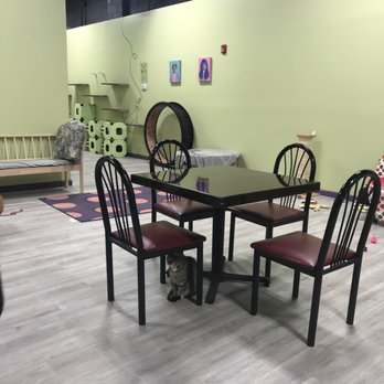 The Kitty Beautiful - Cafes Near Me - Orlando, Florida The Kitty Beautiful - Cafes Near Me - Orlando, Florida