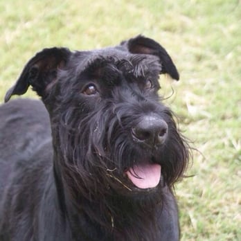 VCA Elgin Family Pet Center - This is our baby DD. 12 years old. - Veterinarians Near Me - Elgin, Texas VCA Elgin Family Pet Center - This is our baby DD. 12 years old. - Veterinarians Near Me - Elgin, Texas