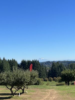 Sherwood Orchards by null