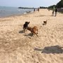 Photo of Dog Beach