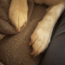 Camp Bow Wow - They cut her nails ...... not