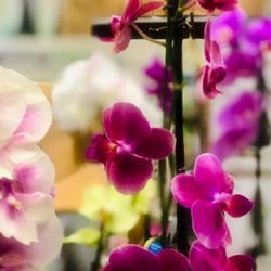 Lowe's Home Improvement - Purple Haze: Lovely Orchids !