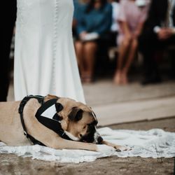 Love is Love Wedding Officiants - My favorite photo last year...He just came around during the ceremony and laid down! Soooo sweeet!!