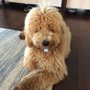 Photo of Leah's Dog Salon
