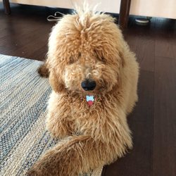 Leah's Dog Salon - Before