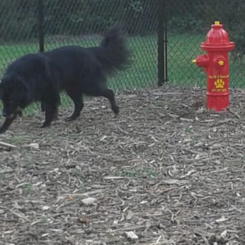 River Stone Ranch - Da Vinci loves the dog park! ;) - Apartments Near Me - Austin, Texas River Stone Ranch - Da Vinci loves the dog park! ;) - Apartments Near Me - Austin, Texas