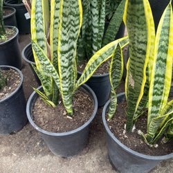 Ramirez Nursery