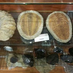 Gaia's Gallery - Trilobites.  Cool.