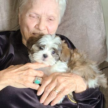 Perfect Paw Pups - Buddy 2 - Pet Breeders Near Me - Humble, Texas